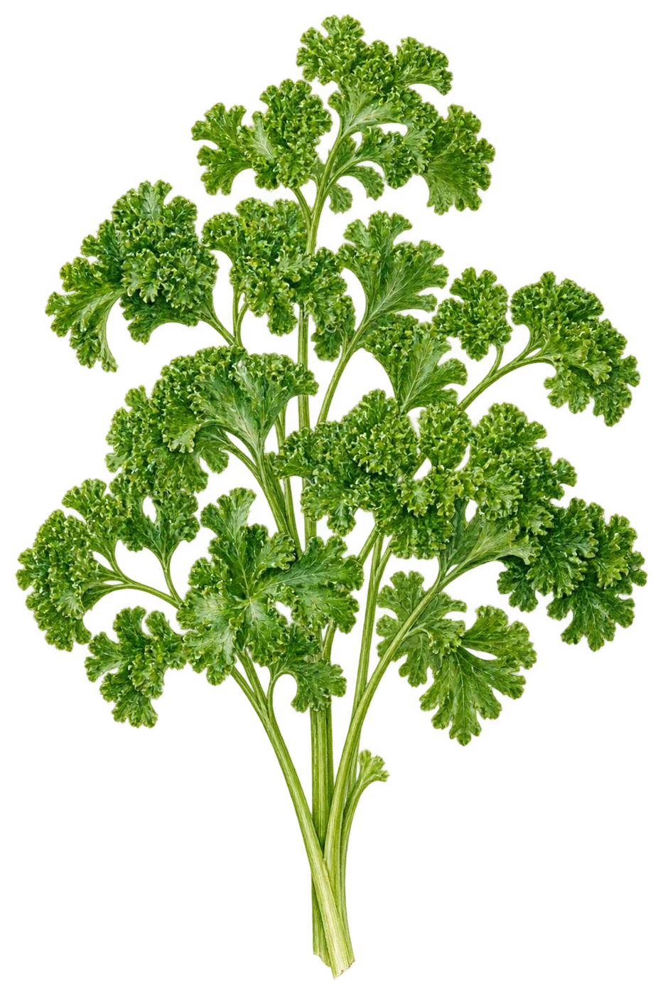 Botanical illustration of parsley